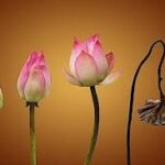 Vô Thường Và Lòng Biết Ơn: Khi Sự Mong Manh Trở Thành Sức Mạnh