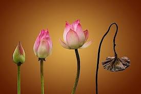 Read more about the article Vô Thường Và Lòng Biết Ơn: Khi Sự Mong Manh Trở Thành Sức Mạnh